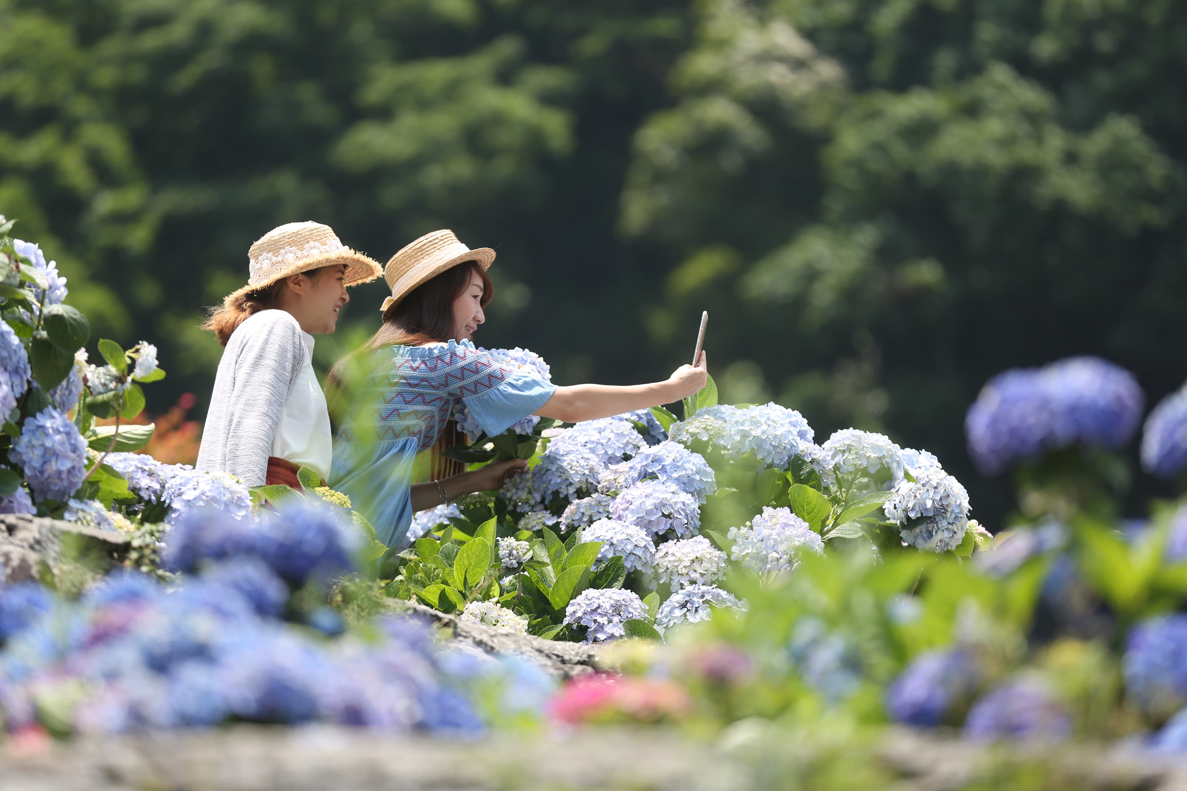 《台北畫刊》邀請讀者走入竹子湖繡球花海，感受臺北的初夏風光。（攝影／陳毅偉）