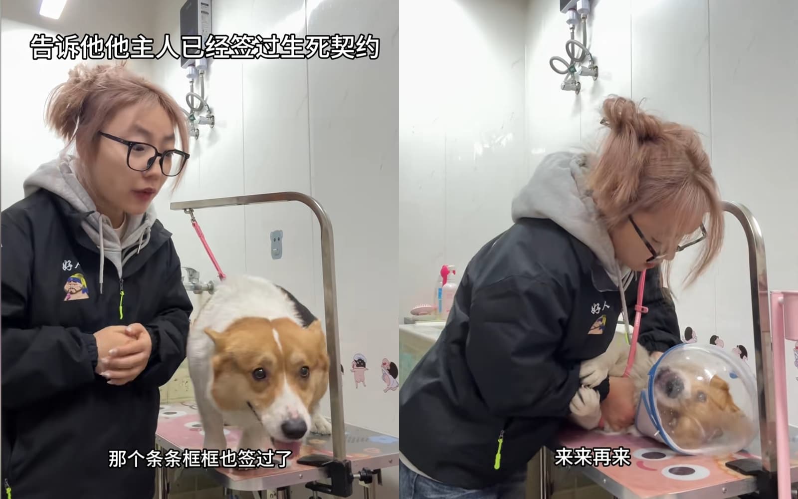 就連柯基也沒逃過她的魔掌,她稱有和飼主簽過「生死契約」。(翻攝自抖音)
