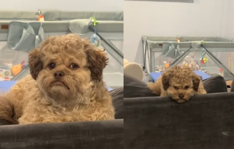 5歲米克斯犬麥克斯，靠一張臉橫掃網路，變成迷因新星。（翻攝自Tiktok／max.hawt.dawg）