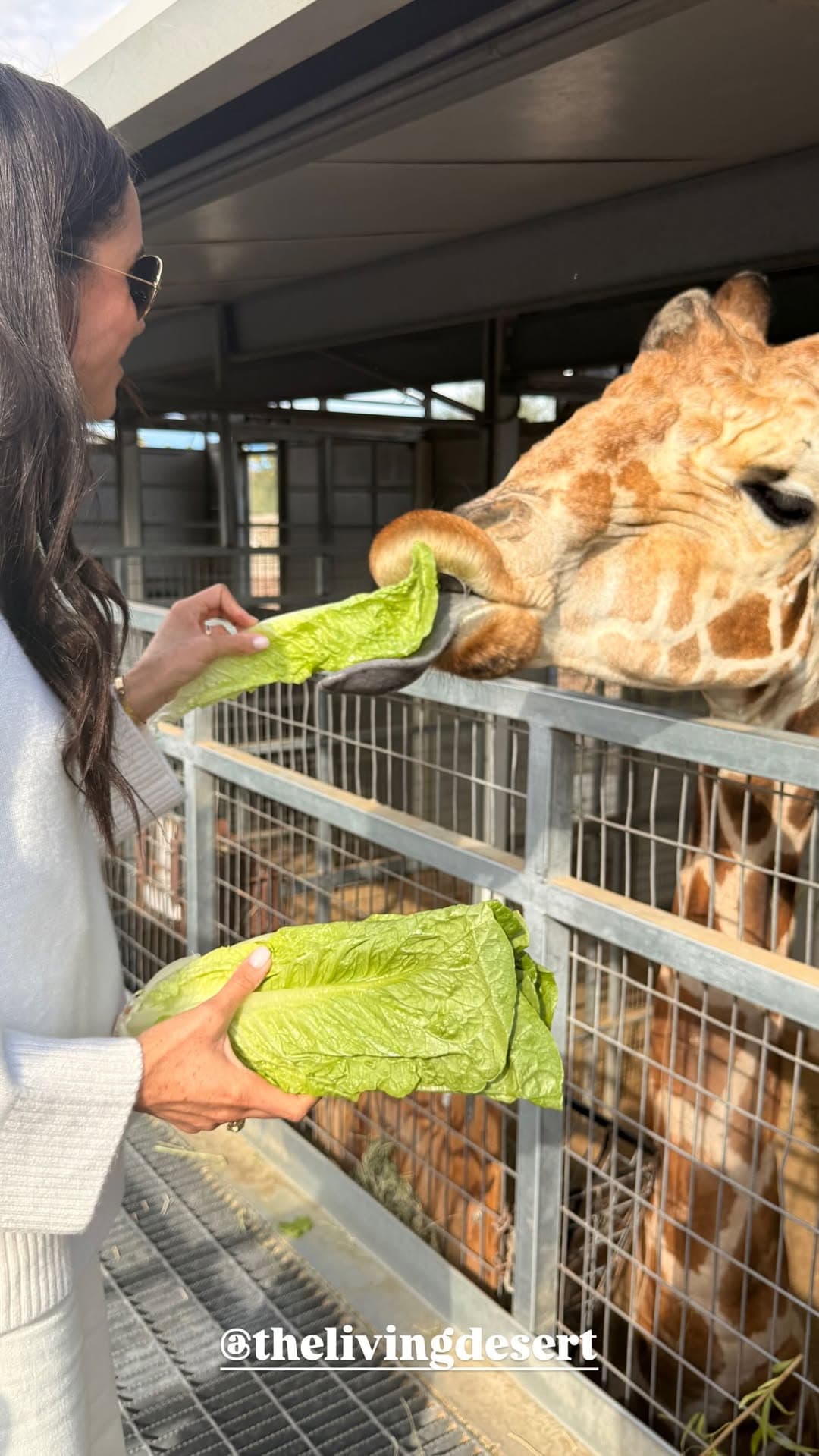 梅根穿一身白,親手餵食長頸鹿。(翻攝meghan IG)